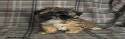 Shih Tzu dogs for sale: Tucker - Ad 4