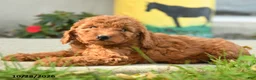 Goldendoodle dogs for sale: Cheeto - Ad 5