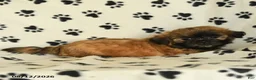 Shih Tzu dogs for sale: Zeus - Ad 4