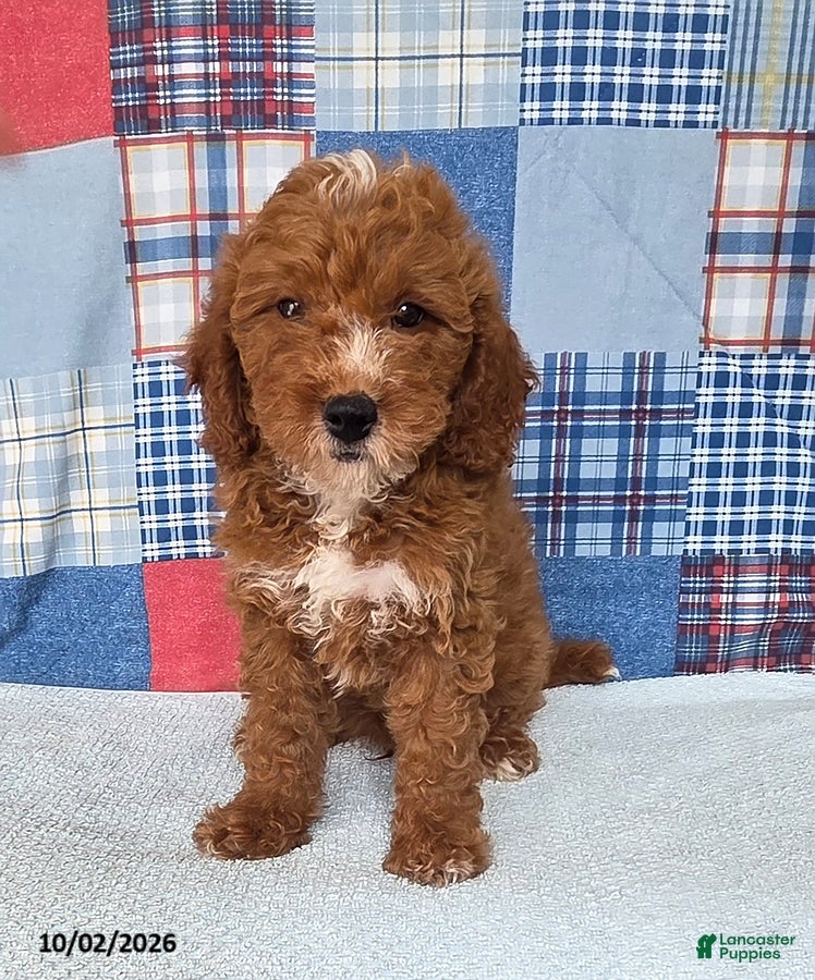 Mini Goldendoodle dogs Carter - Ad 1