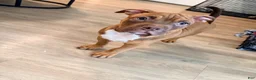 American Bully dogs for sale: Mr. Brown - Ad 3
