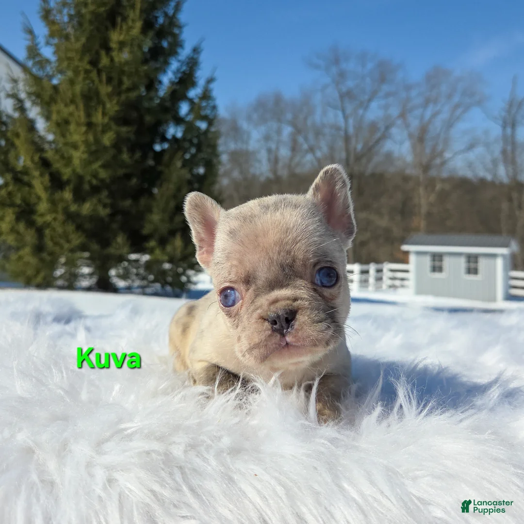 Mixed Breed dogs for sale: Kuva - Ad 3