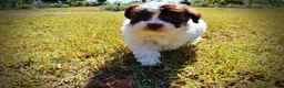 Havapoo dogs for sale: Noella - Ad 10