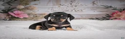 Miniature Dachshund dogs for sale: AKC-Milly - Ad 4