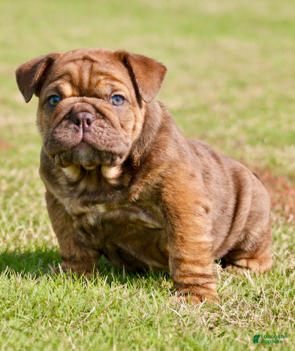 English Bulldog dogs English Bulldog Puppy  - Ad 1