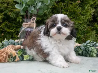 Teddy Bear dogs for sale: Delilah - Ad 3