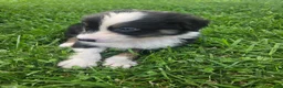 Australian Shepherd dogs for sale: Louie - Ad 3