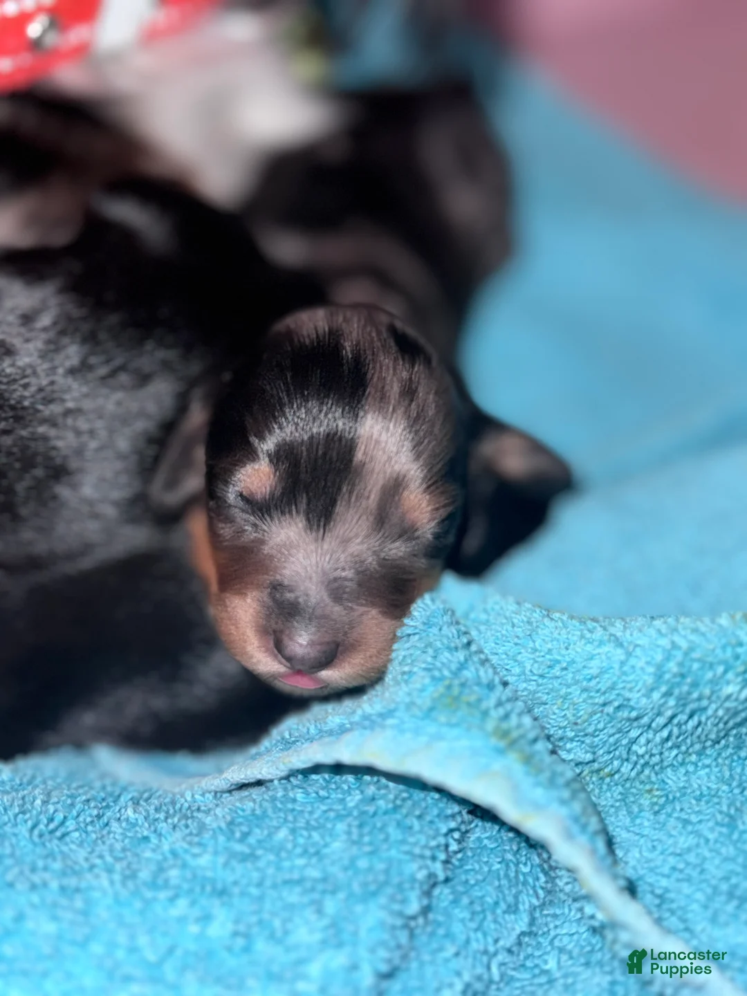 Miniature Dachshund dogs for sale: Daisy - Ad 2