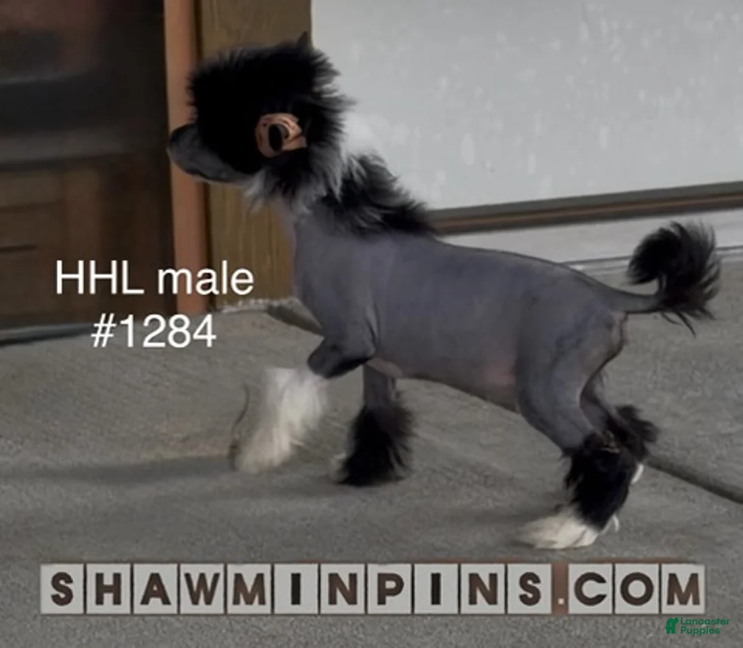 Chinese Crested dogs for sale: HHL male - Ad 2