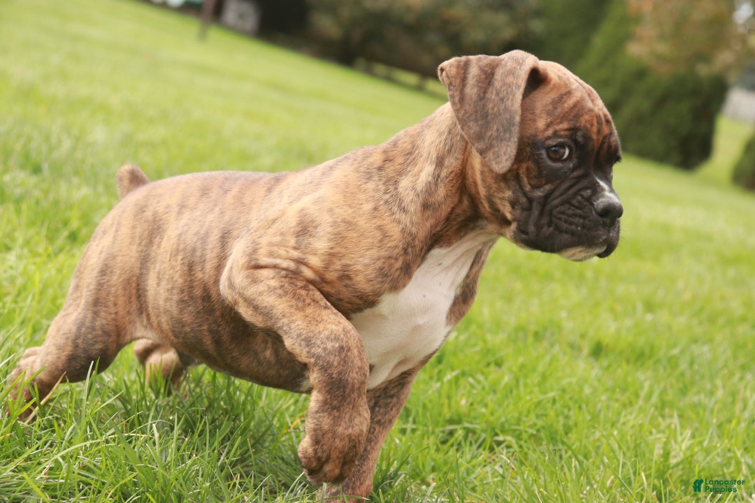 Boxer dogs for sale: Norris - Ad 3