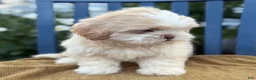 Shih Tzu dogs for sale: Hank - Ad 5