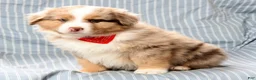 Australian Shepherd dogs for sale: Jayce - Ad 3