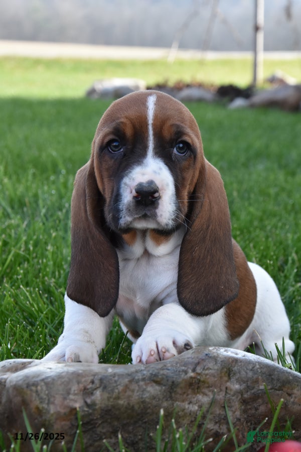 Basset Hound dogs Patience - Ad 7