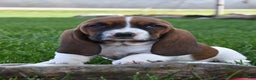 Basset Hound dogs for sale: Patience - Ad 1