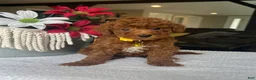 Mini Goldendoodle dogs for sale: Ruby - Ad 4