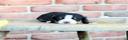 Greater Swiss Mountain Dog dogs for sale: Andreas - Ad 1