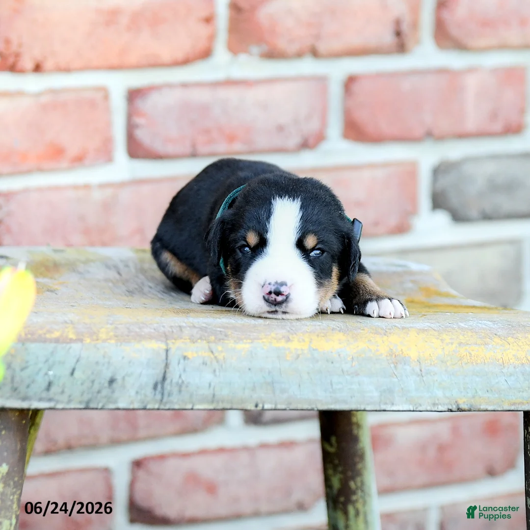 Greater Swiss Mountain Dog dogs for sale: Andreas - Ad 1
