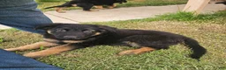 German Shepherd dogs for sale: German Shepherd  puppys  - Ad 8