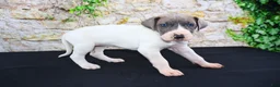 Great Dane dogs for sale: Janie - Ad 8