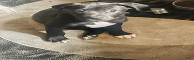 American Pit Bull Terrier 1