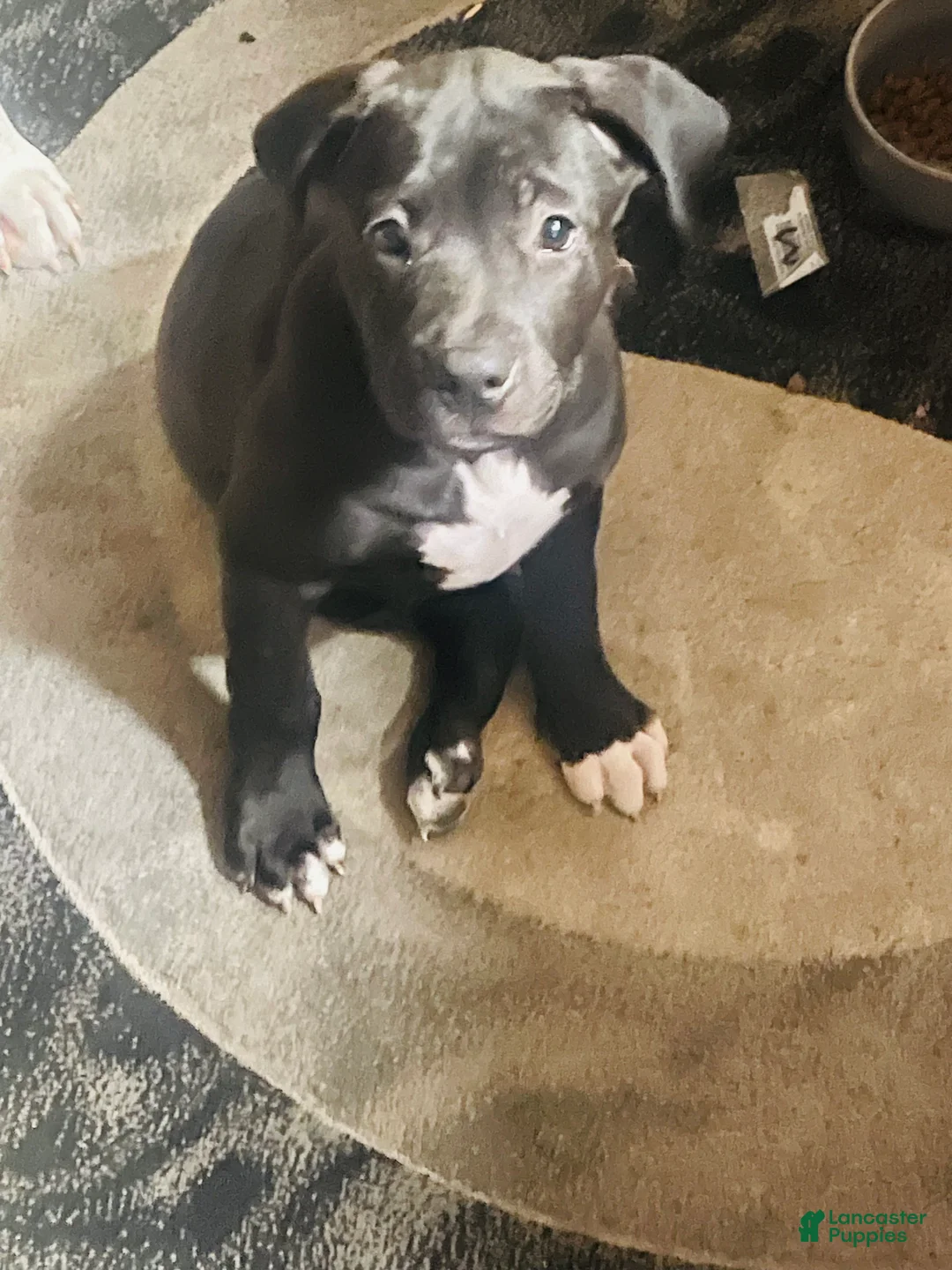 American Pit Bull Terrier dogs for sale: American Pit Bull Terrier 1 - Ad 1