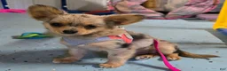 Chihuahua dogs for sale: Oma - Ad 2