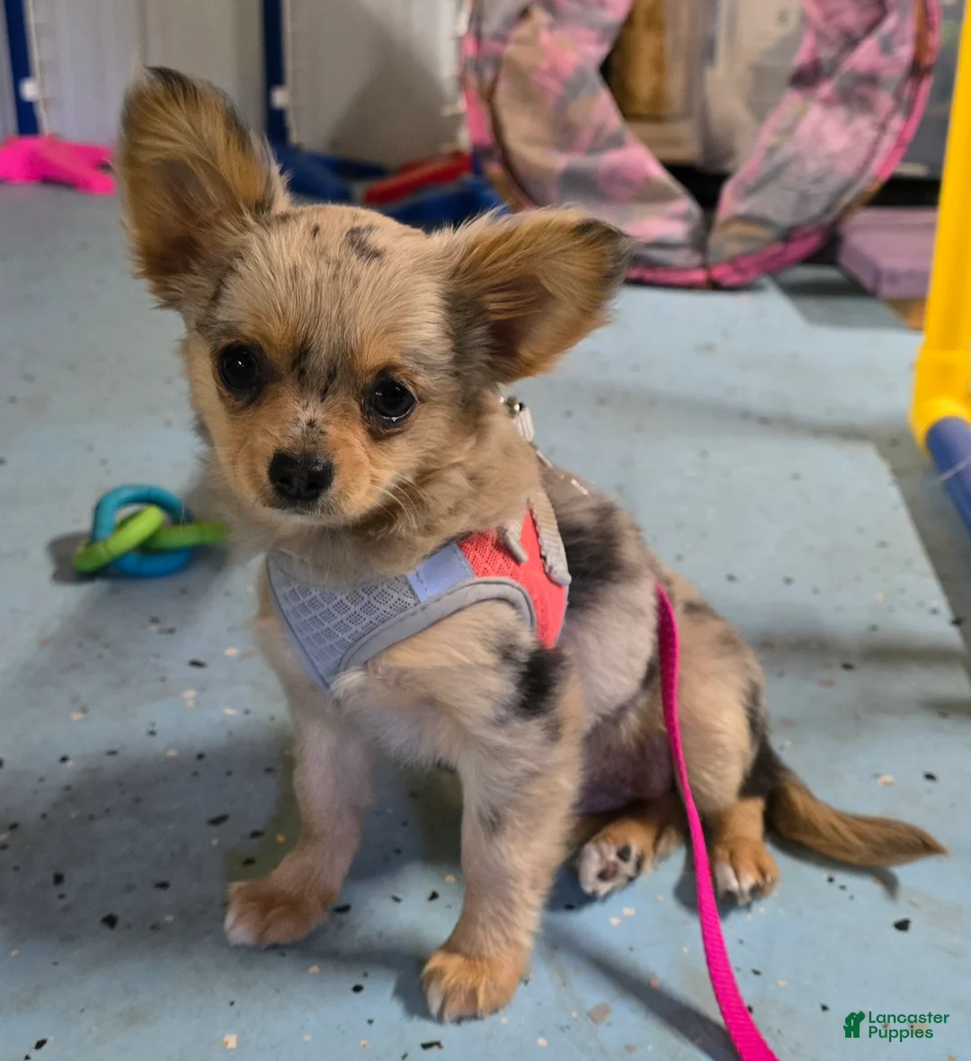 Chihuahua dogs for sale: Oma - Ad 2