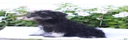 Miniature Schnauzer dogs for sale: Clifford - Ad 3