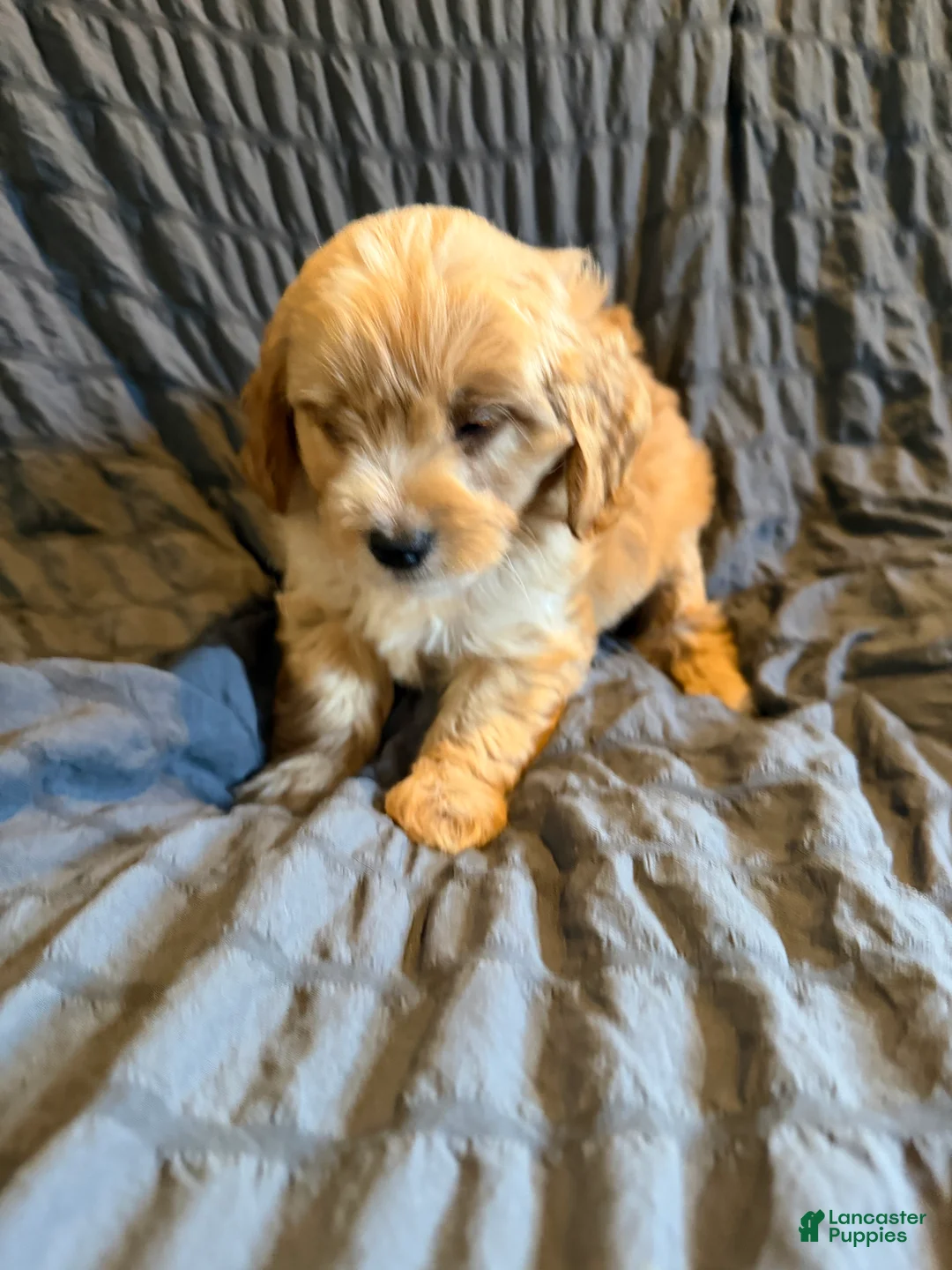 Mini Goldendoodle dogs for sale: Mini Goldendoodle Valor - Ad 2