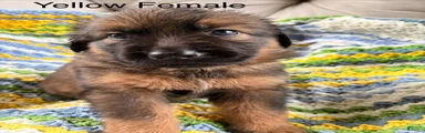 Golden Shepherd 5