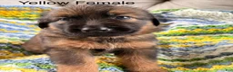 Golden Shepherd dogs for sale: Golden Shepherd 5 - Ad 1