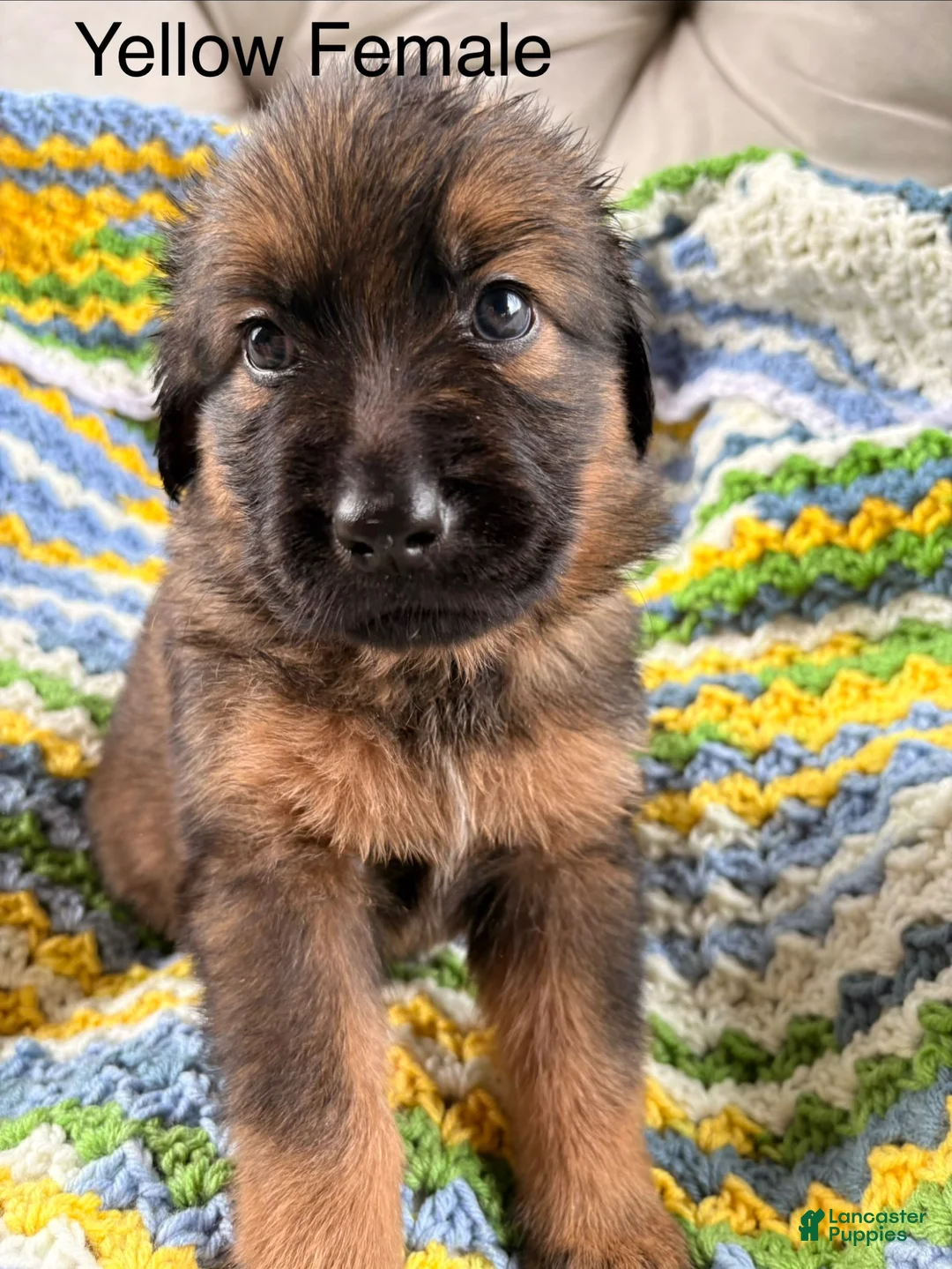 Golden Shepherd dogs for sale: Golden Shepherd 5 - Ad 1