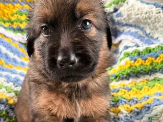 Golden Shepherd dogs Golden Shepherd 5 - Ad 14