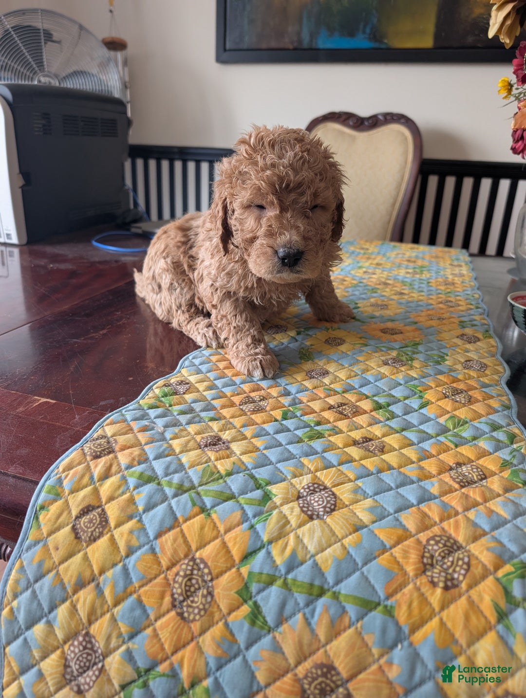 Goldendoodle dogs for sale: Steve - Ad 4