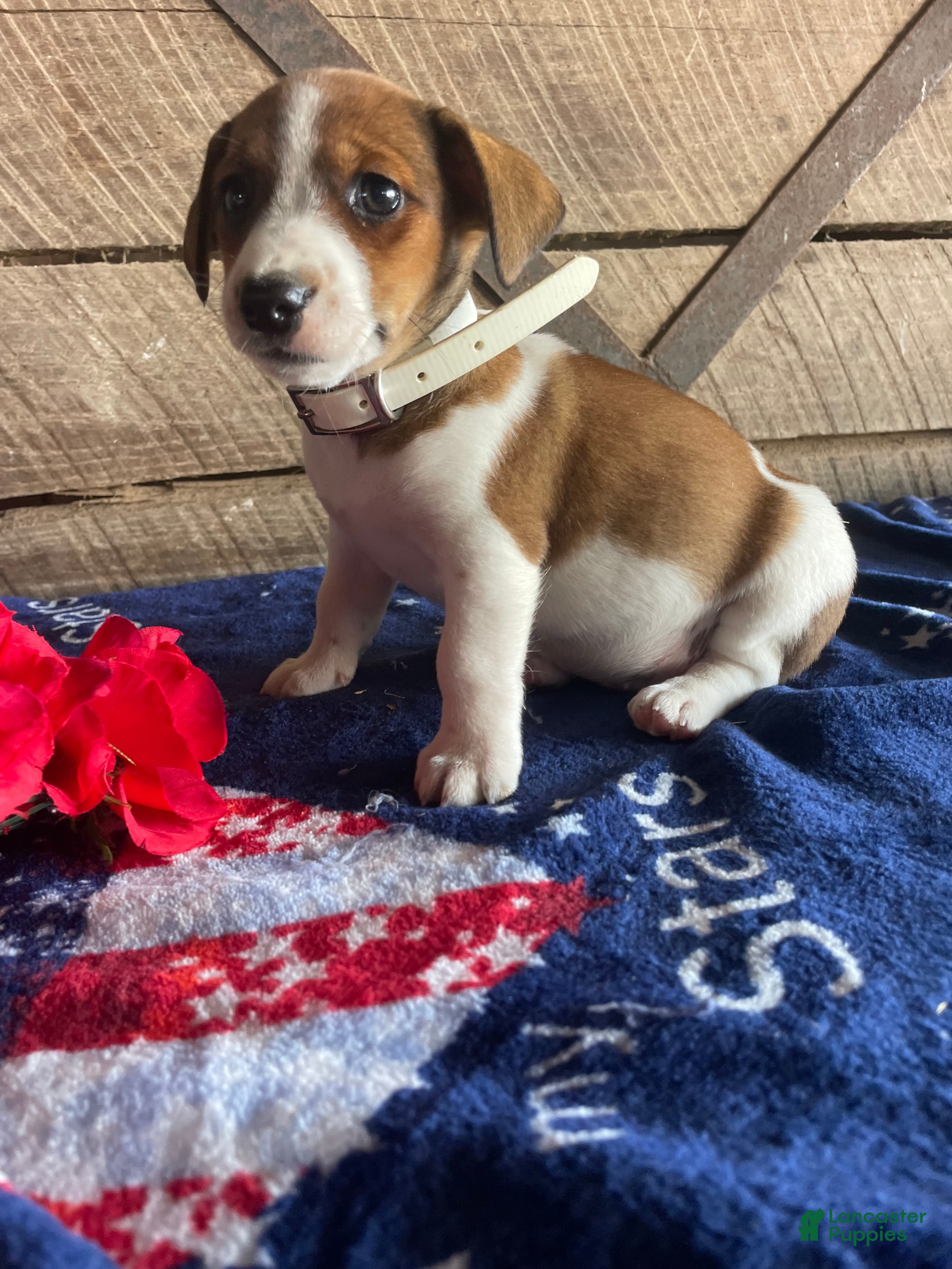 Jack Russell Terrier dogs Mango - Ad 32