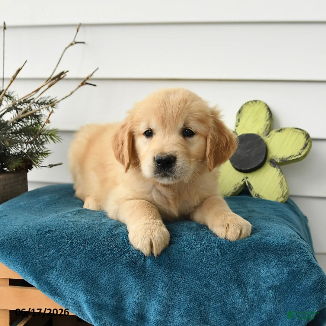 Golden Retriever dogs for sale: Melody - Ad 3