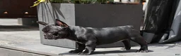 French Bulldog dogs for sale: Lilo - Solid Black Female (No brindle) - Rare - Ad 1