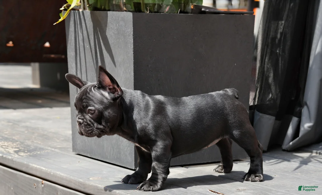 French Bulldog dogs for sale: Lilo - Solid Black Female (No brindle) - Rare - Ad 1