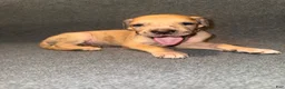 Great Dane dogs for sale: Red Collar - Ad 4