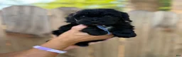 Mixed Breed dogs for sale: Mixed Breed 2 - Ad 2