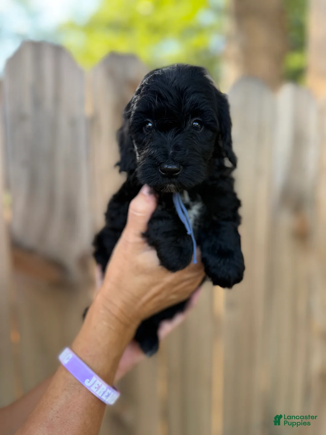 Mixed Breed dogs for sale: Mixed Breed 2 - Ad 2