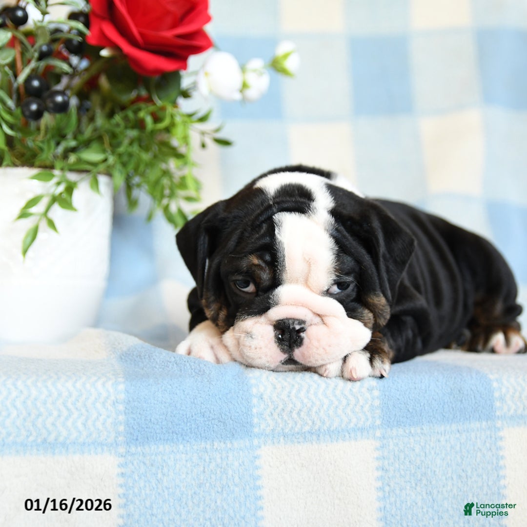 English Bulldog dogs for sale: Sunshine - Ad 3