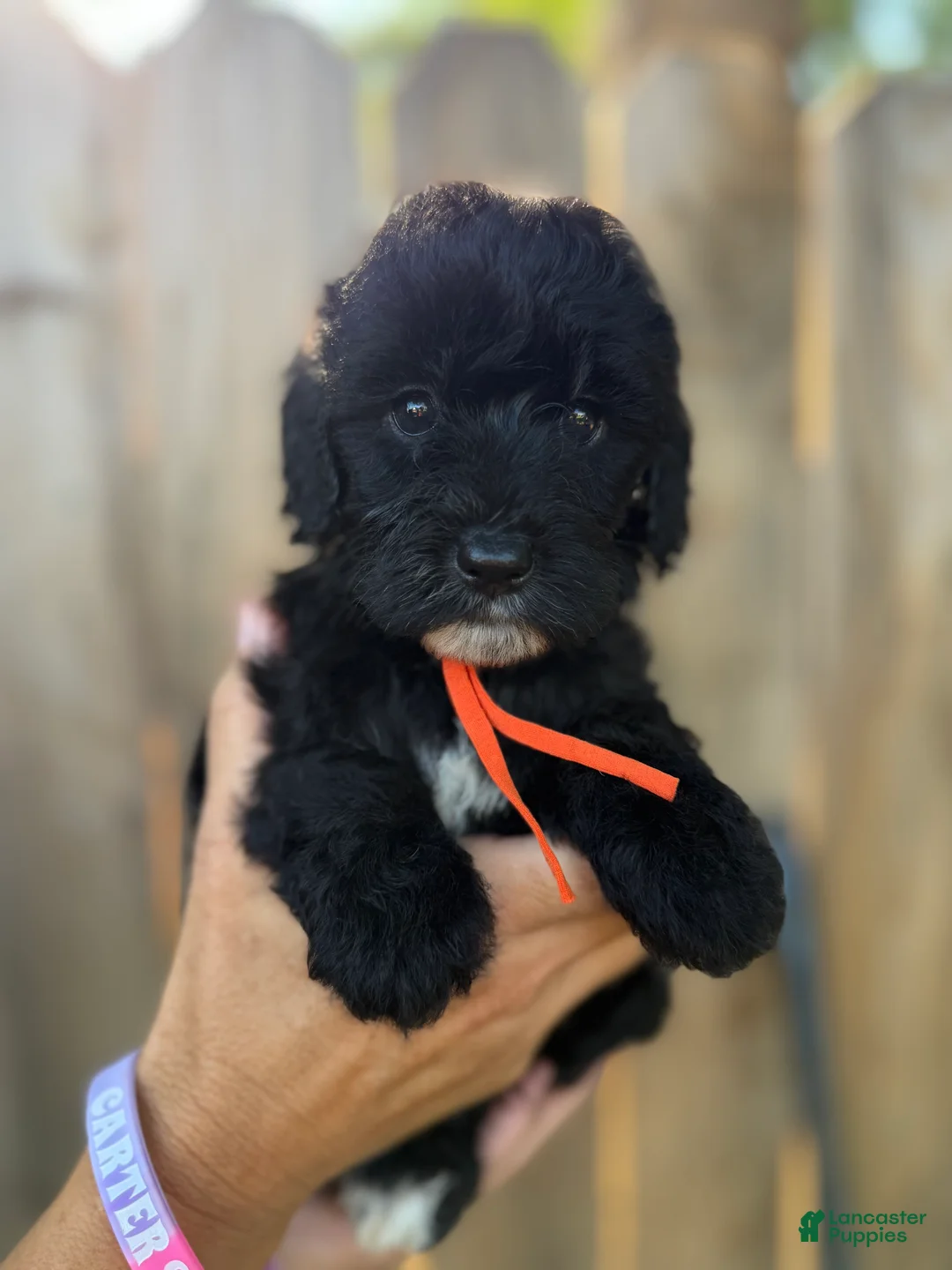 Mixed Breed dogs for sale: Mixed Breed 6 - Ad 2