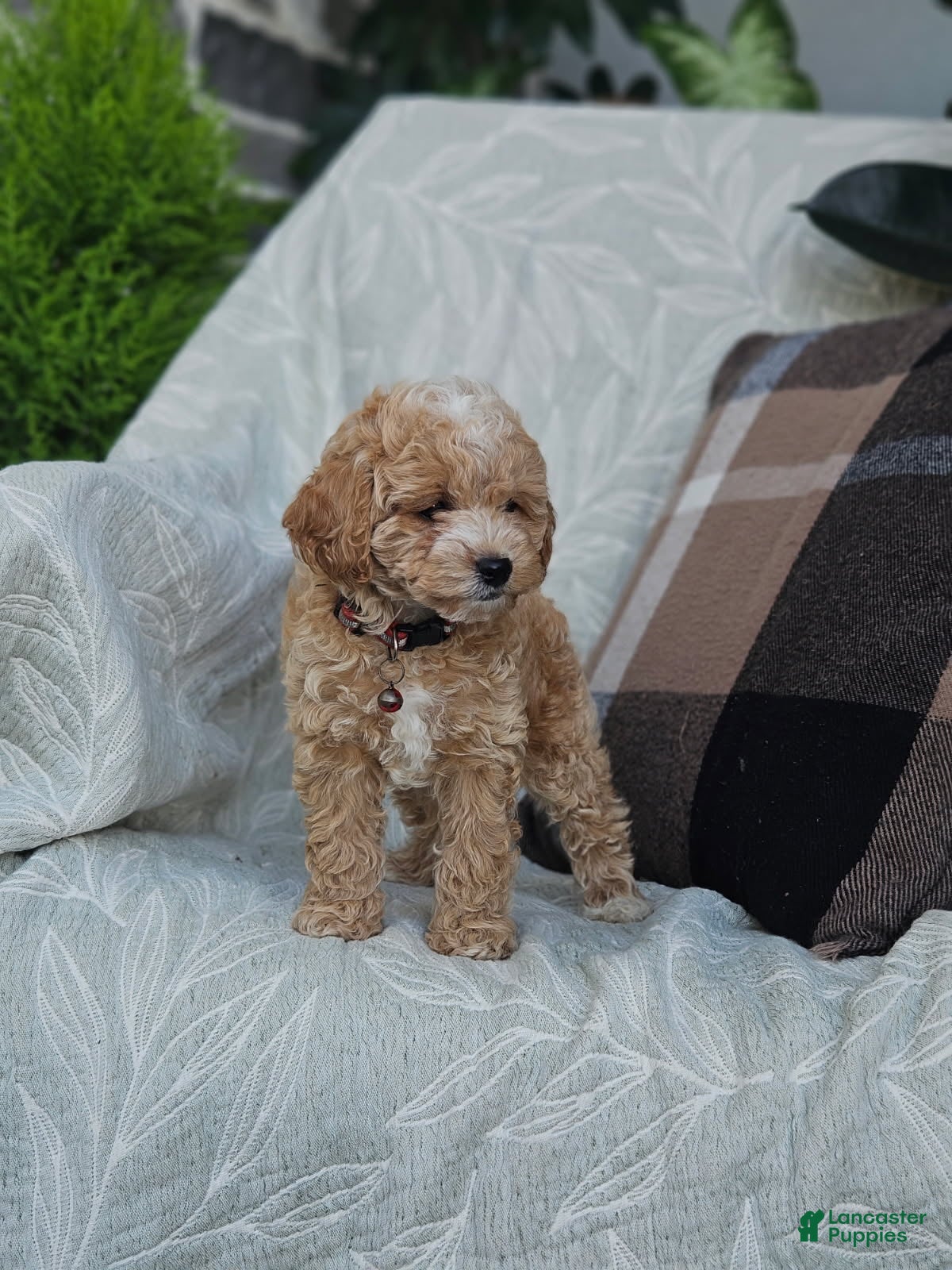 Cockapoo dogs for sale: Brady - Ad 2