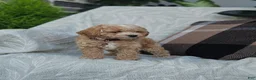 Cockapoo dogs for sale: Brady - Ad 2
