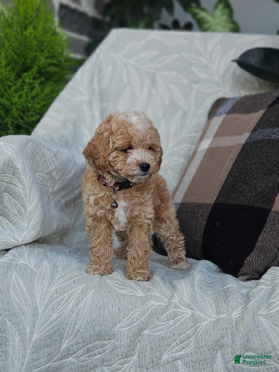 Cockapoo dogs for sale: Brady - Ad 2