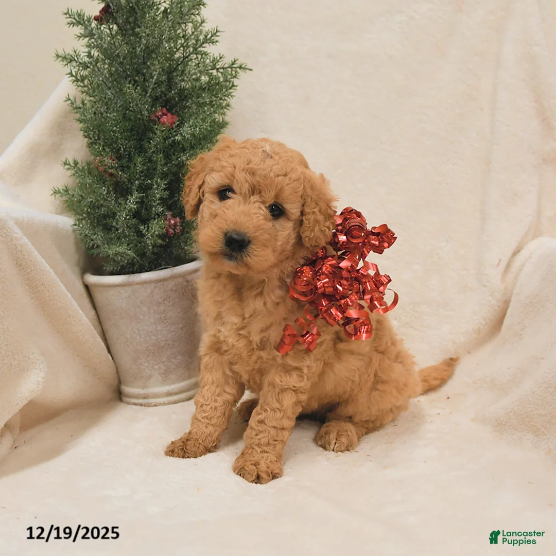 Goldendoodle dogs for sale: Raccoon - Ad 2