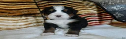 Bernese Mountain Dog dogs for sale: Bailey - Ad 1