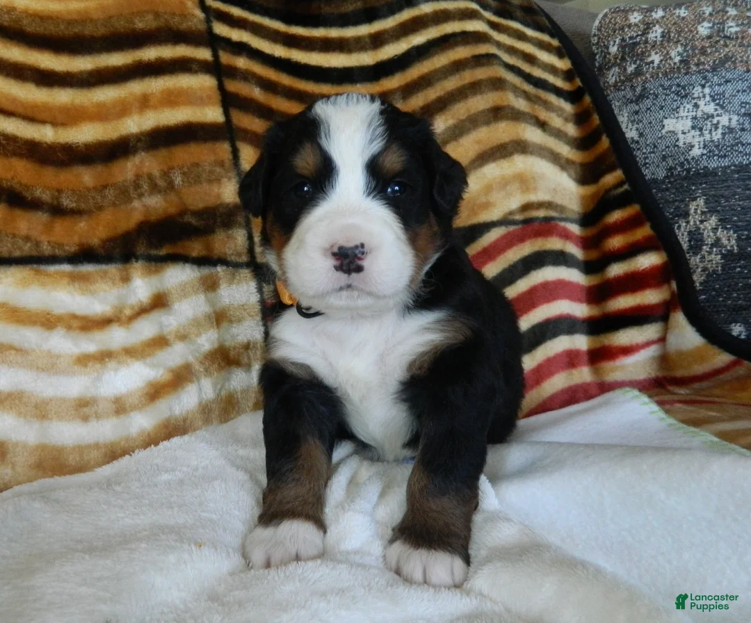 Bernese Mountain Dog dogs for sale: Bailey - Ad 1