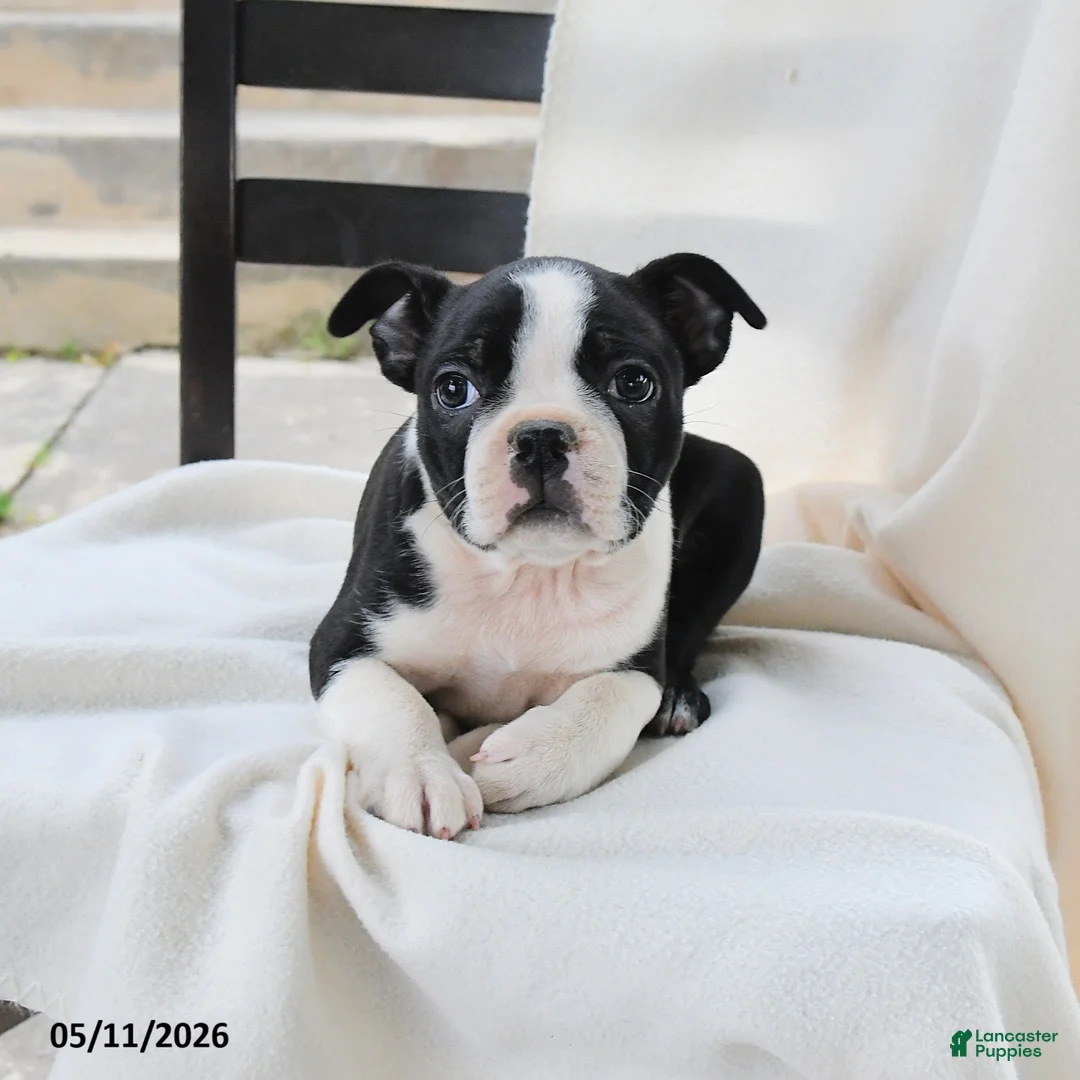 Boston Terrier dogs for sale: Bethany - Ad 2